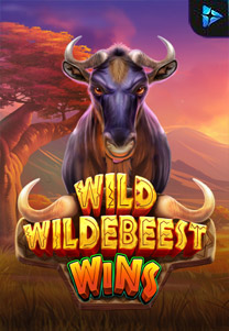 Wild Wildebeest Wins